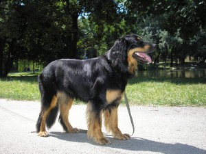 Obrázok